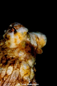Octopus Portrait by Iyad Suleyman 